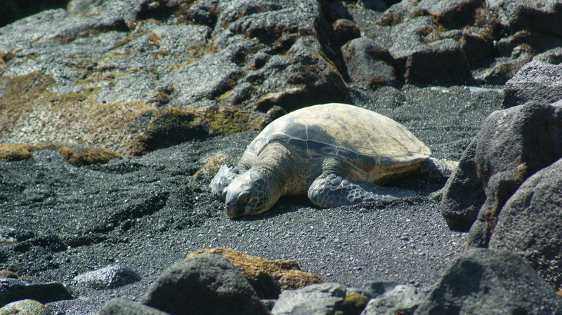 no people, hawaii, animals in the wild, solid, outdoors, nature, pebble, beach, reptile, water, green, peace, one animal, turtle, underwater, land, rock