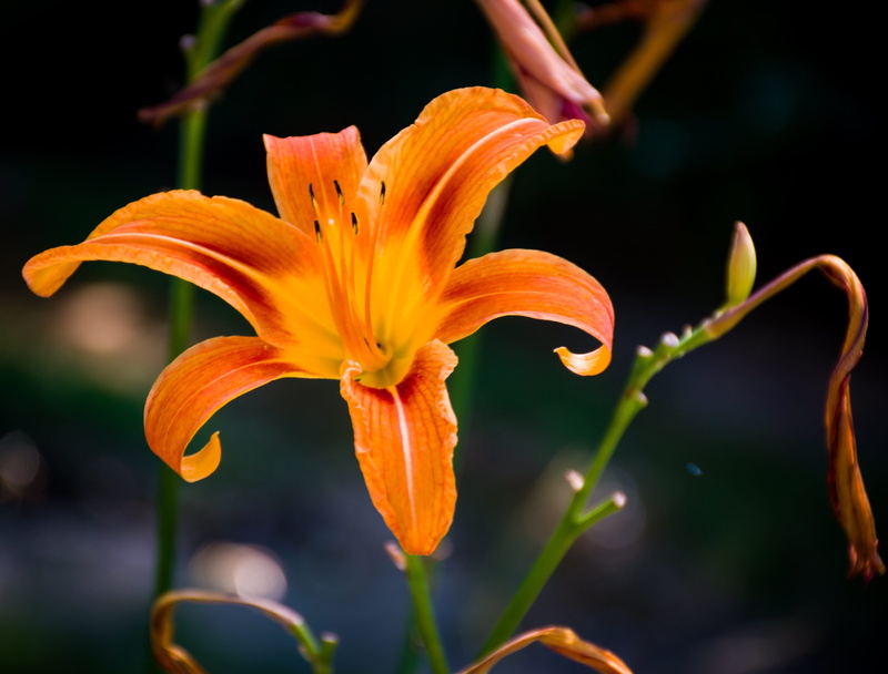 petals, flora, botany, garden, flower head, orange, day lily, close up, europe, 5K, inflorescence, orange color, plant, pollen, no people, lily, iridescent