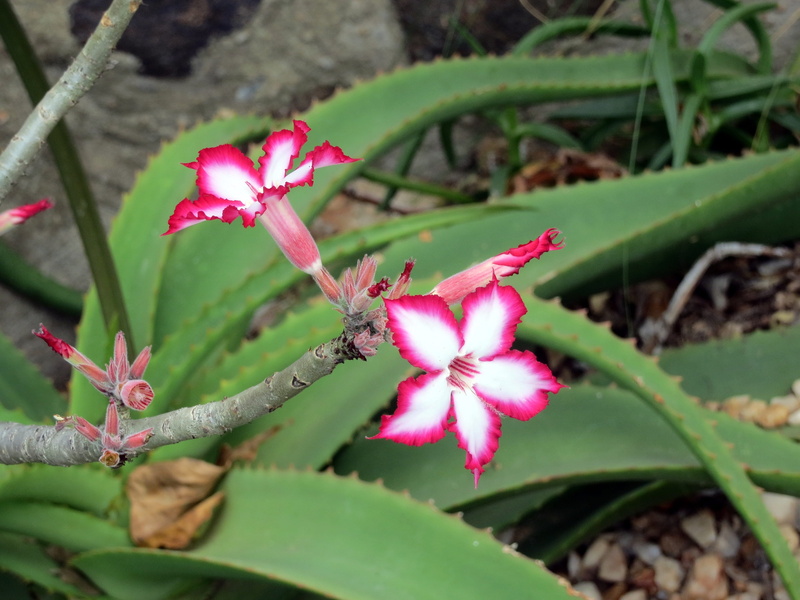 succulent, day, plant part, no people, flowering plant, Flora, freshness, leaf, pink, fragility, radiant, delicate, plant, Vivid, 4K, springtime, inflorescence