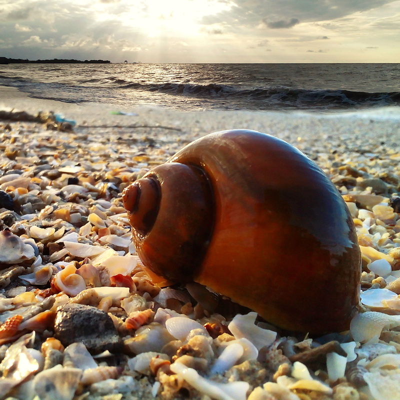 beach, the sea, 1080P, sunset, water, stone - object, pebble, nature, horizon, beauty in nature, cloud - sky, near, sea, tranquility, sun, animals, no people