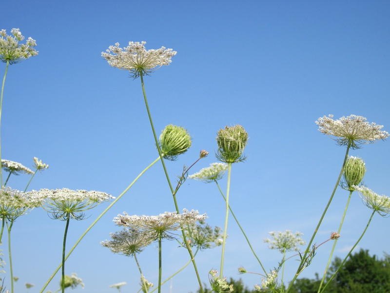 stalk, flower head, outside, nature, blossom, clear sky, blue, flowers, deep, 2K, flora, radiant, fragility, vulnerability, bold, herbage, pretty, sky