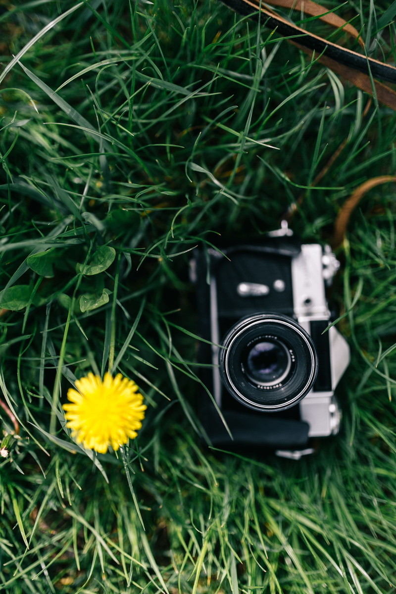 retro Styled, outdoors, old-fashioned, bloom, flower, photograph, rapes, plant, digital camera, passion, 4K, land, zenit, vintage, single Object, blooming
