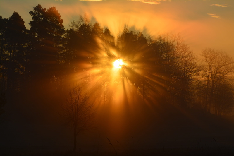 red sky, plant, landscapes, no people, sun, summer, outdoors, himmel, sunlight, tranquility, tree, streaming, silhouette, scenics - nature, growth, live