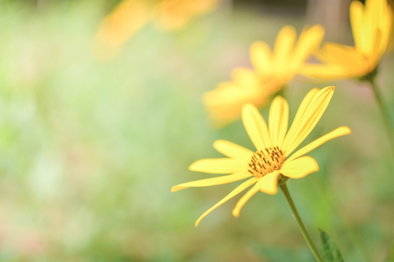 5K, inflorescence, freshness, petal, day, growth, close-up, beauty in nature, gazania, faculty of agriculture khon kaen university, nature, outdoors, plant