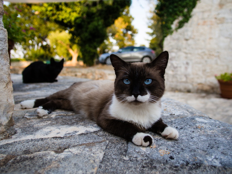 blue, sitting, whisker, mammal, alberobello, one animal, vertebrate, domestic animals, pet, portrait, looking at camera, focus on foreground, calm, italy
