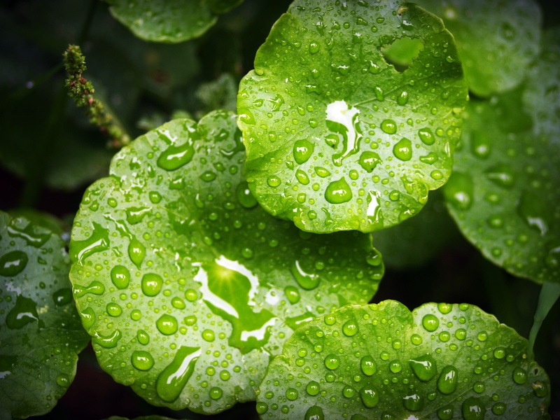 natural, background, nature, outdoors, drop, water, flower head, no people, freshness, close-up, growth, up, life, droplets, raindrop, wet, flower, plant