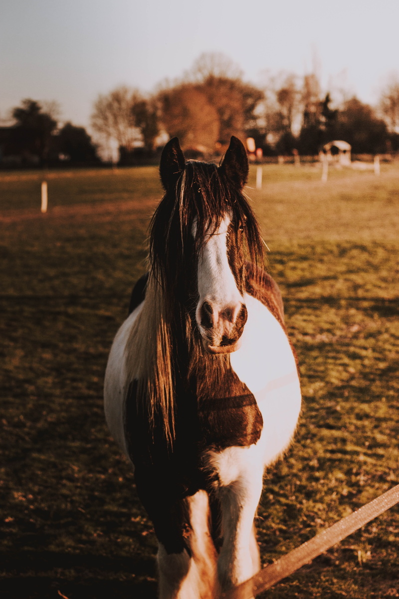 herbivorous, one animal, land, sunset, brown, steeple, animal themes, no people, pets, foal, life, animal, vertebrate, sky, architecture, tower, wildlife