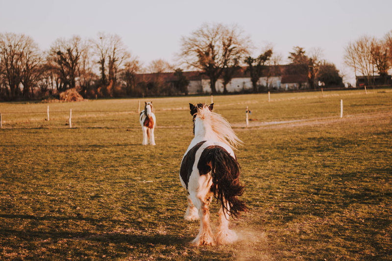 real people, nature, animal, life, grass, one animal, crowd, outdoors, white, pets, domestic, livestock, wonderful, dust, bull, motion, rodeo, mammal, pet