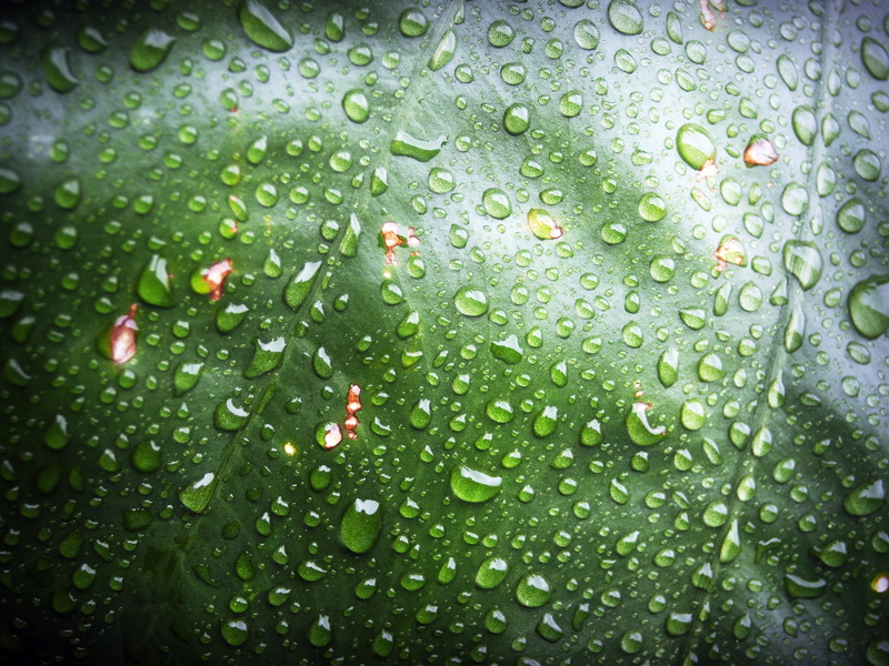 purity, backgrounds, rain, plant, freshness, full frame, close, nature, wonderful, 2K, fresh, raindrop, natural, vein, macro, closeup, plant part, no people