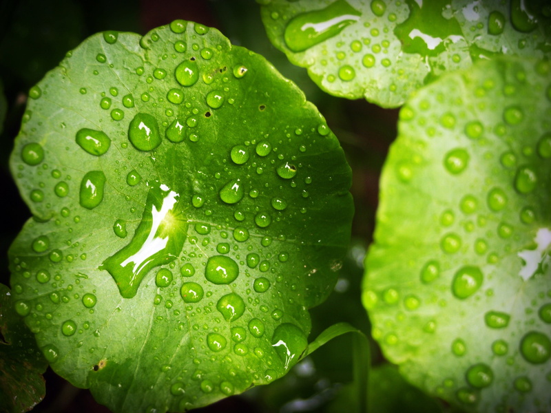 2K, outdoors, close-up, green, nature, rain, close, drop, beauty in nature, rainy season, water, growth, freshness, texture, plant part, background, focus on foreground