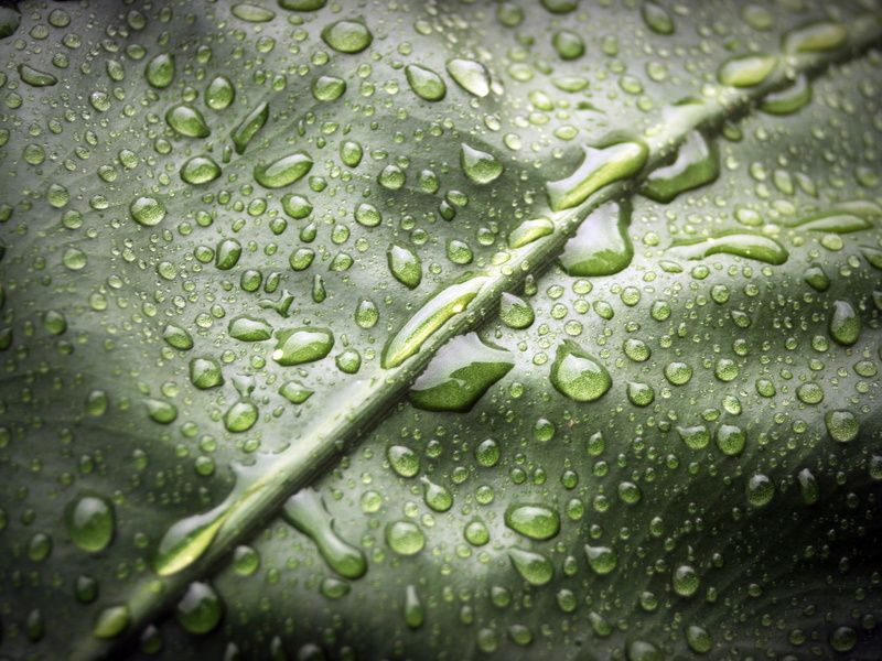 texture, closeup, nature, wet, life, monsoon, no people, rain, outdoors, rainy season, backgrounds, droplets, natural, up, Water, plant, dew, full frame