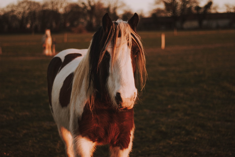 no people, field, animal themes, herbivorous, nature, portrait, andalusian horse, life, pets, bull, livestock, food, 5K, rodeo, zebra, one animal, day