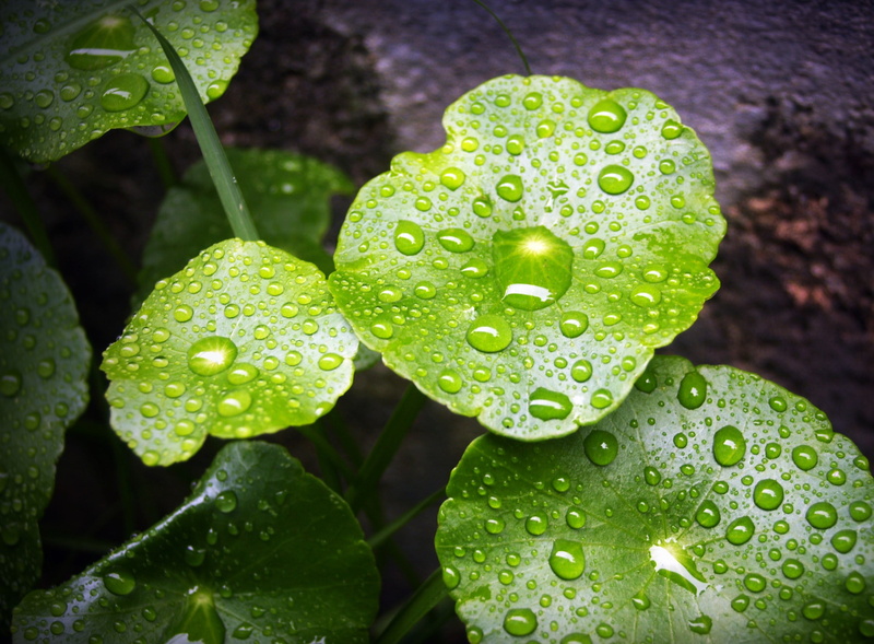 water, droplets, leaf, plant part, outdoors, macro, vein, purity, green, no people, freshness, life, wonderful, close, green color, raindrop, nature, up