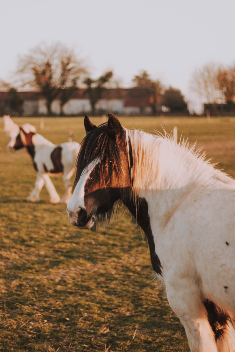 field, equestrian, mammal, one animal, portrait, animal, land, white color, domestic animals, animal head, no people, back, white, strap, livestock, 4K