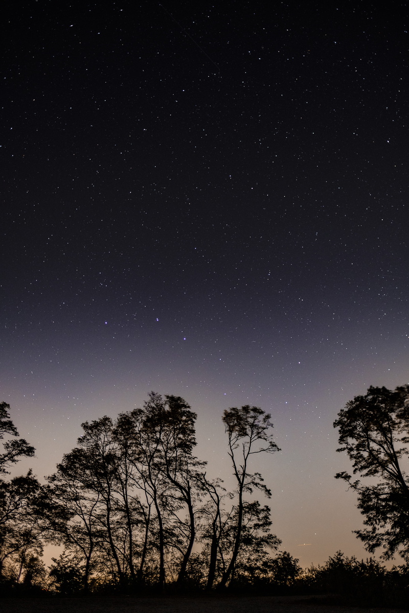 tranquility, sky, astronomy, space, low angle view, land, 5K, starry sky, star, star field, tree, beauty in nature, trees, idyllic, nature, big dipper