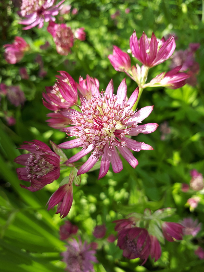 garden, flora, flowers, plant, leaves, flower, outdoors, freshness, fragility, macro, nature, spring, growth, vulnerability, flower head, inflorescence