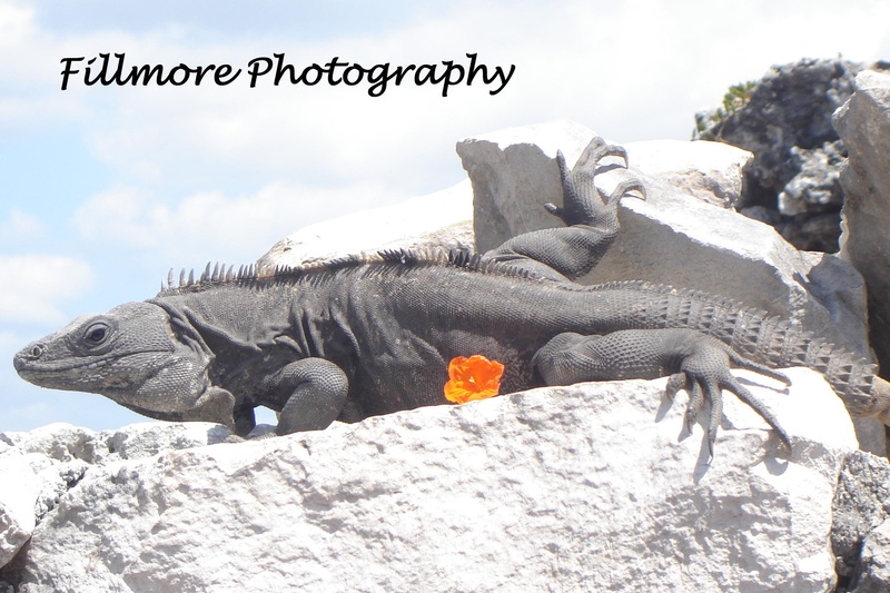 pigeons, animals, iguana, tulum, rock, mexico, flower, reptile, 1080P