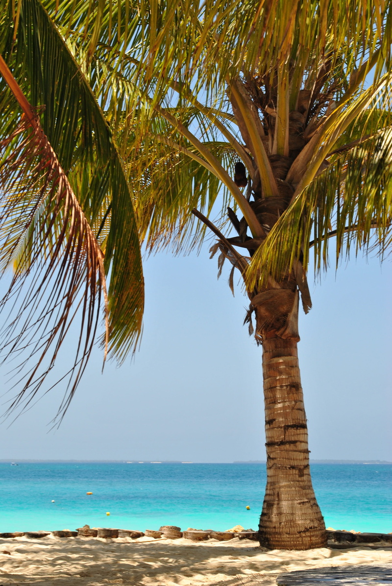 coconut palm tree, land, outdoors, tranquility, beach, sea, plant, tree trunk, sky, horizon, tropical climate, tropical tree, palm tree, beauty in nature