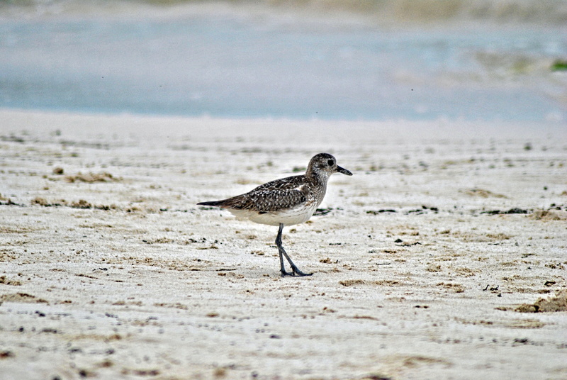 full length, animal wildlife, animal themes, no people, sandpiper, bird, sea, 4K, mexico, land, selective focus, animals in the wild, side view, el dorado royale