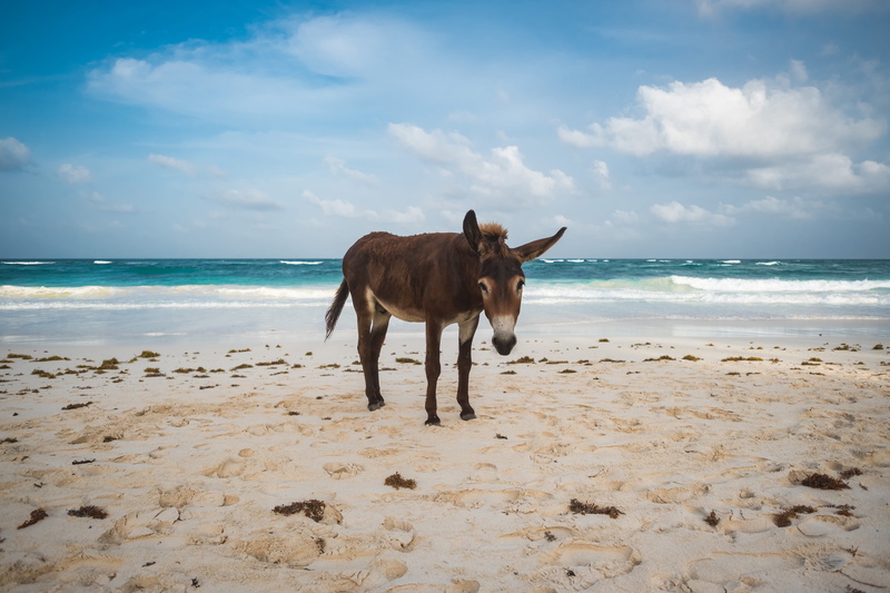 animal themes, air, photo, 5K, nature, sky, tulum, near, horizon over water, sea, domestic animals, cloud - sky, cloud, adventure, donkey, ocean, pets