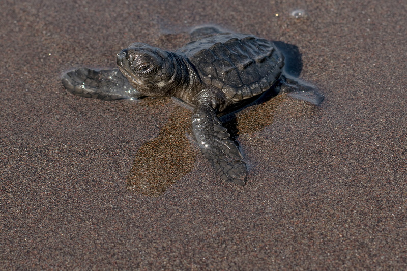 day, beach, sand, testudines, tropicale, animal wildlife, no people, reptilia, outdoors, animalia, animals in the wild, water, sea turtle, marine, one animal