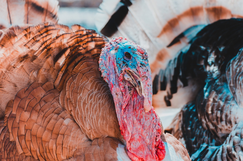 reptile, red, no people, backgrounds, dinosaur, focus on foreground, turkey bird, close-up, object, food, 5K, art, poultry, selective focus, nature, brown
