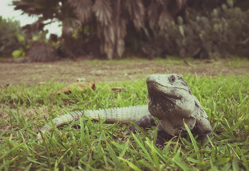 detail, animal themes, tree, animal wildlife, day, nature, animal scale, growth, reptile, animals in the wild, trees, close up, close, lizard, no people
