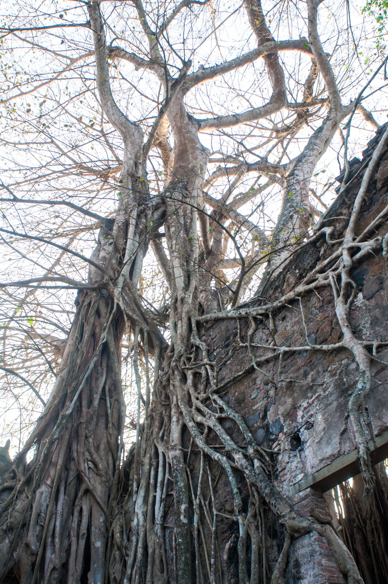 no people, vine, dog house, housing, ruins, cottage, tranquility, outdoors, miedo, branch, fergomez, full frame, ramas, arbol, plant, large, bare tree
