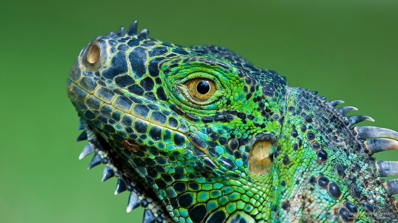2K, iguana, Animals, mexico, cozumel