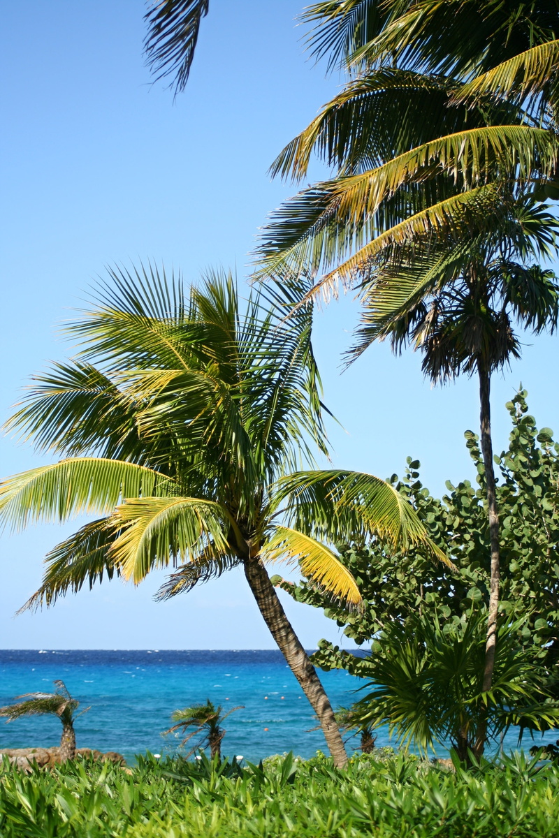 outdoors, romantic, trees, sea, outlook, cozumel, clear sky, leisure, paradise, near, tranquility, exotic, coconut palm tree, landscape, growth, plant