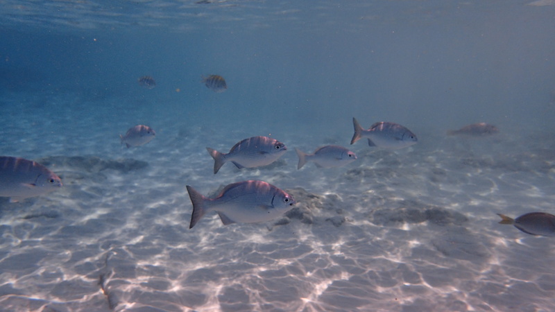 Fish, animals in the wild, sea life, nature, Underwater, saltwater fish, school of fish, communication, swimming, marine, animal themes, no people, Cozumel
