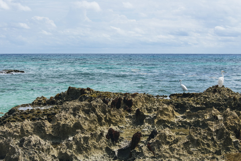 day, water, ocean, tranquil scene, sky, birds, turquoise colored, animal wildlife, tranquility, horizon, no people, rocks, idyllic, mexico, 1080P, cloud - sky