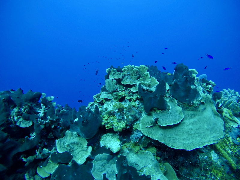animal wildlife, fish, underwater, vertebrate, cozumel, nature, ecosystem, beauty in nature, blue, animals in the wild, school of fish, sea life, sea, coral