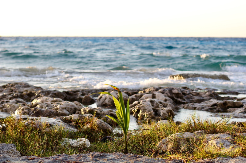 scenics - nature, horizon over water, 5K, beach, cozumel, caribbean, horizon, beauty in nature, rock - object, solid, no people, island, rocks, palm, water