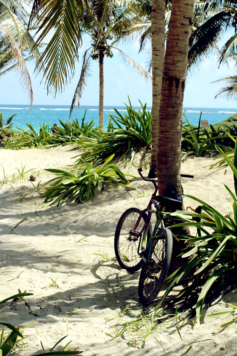 growth, cozumel, tropical climate, shadow, beauty in nature, nature, no people, coconut palm tree, outdoors, tree trunk, plant, tree, day, bike, beach