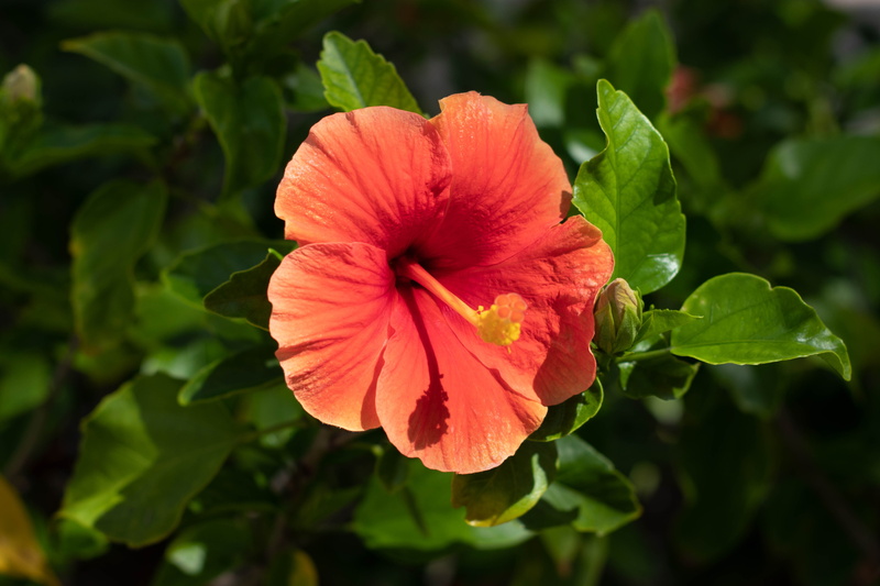 growth, beauty in nature, inflorescence, green color, leaf, 5K, nature, hibiscus, close-up, cozumel, petal, flower, no people, outdoors, plant part, flowering plant