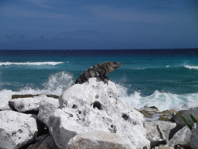 land, solid, 1080P, lizard, nature, reptilia, rock - object, animal wildlife, wave, outdoors, beauty in nature, horizon over water, rocky, reptiles, beach