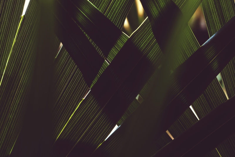 leaf, art, no people, tropical climate, tree, 8K, flare, mexico, low angle view, dark, jungle, layers, plant, tropical, nature, green color, close-up