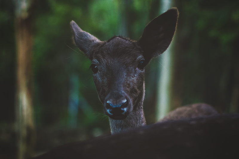 livestock, animal, land, mexico, day, hair, snout, playa del carmen, fauna, cow, plant, domestic, cattle, animal head, mammal, 8K, moose, calf, goat, selective