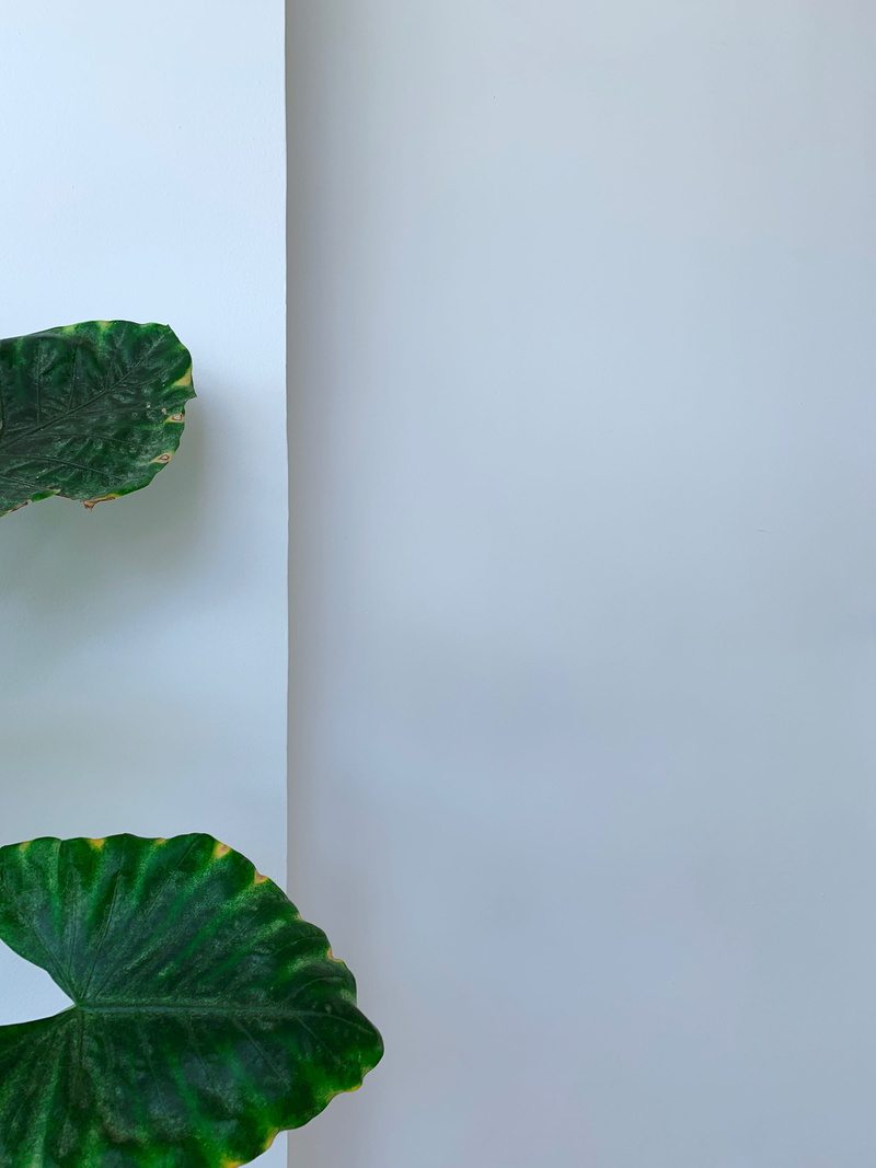 food and drink, wall, healthy eating, 4K, food, mexico, leaf, plant part, playa del carmen, indoors, split, studio shot, geometry, plant, growth, wall - building feature