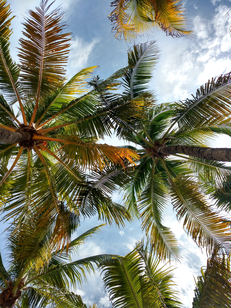 trunk, nature, no people, 5K, palm tree, tree trunk, tranquility, tropical climate, tropical tree, palm leaf, beauty in nature, leaf, day, directly below