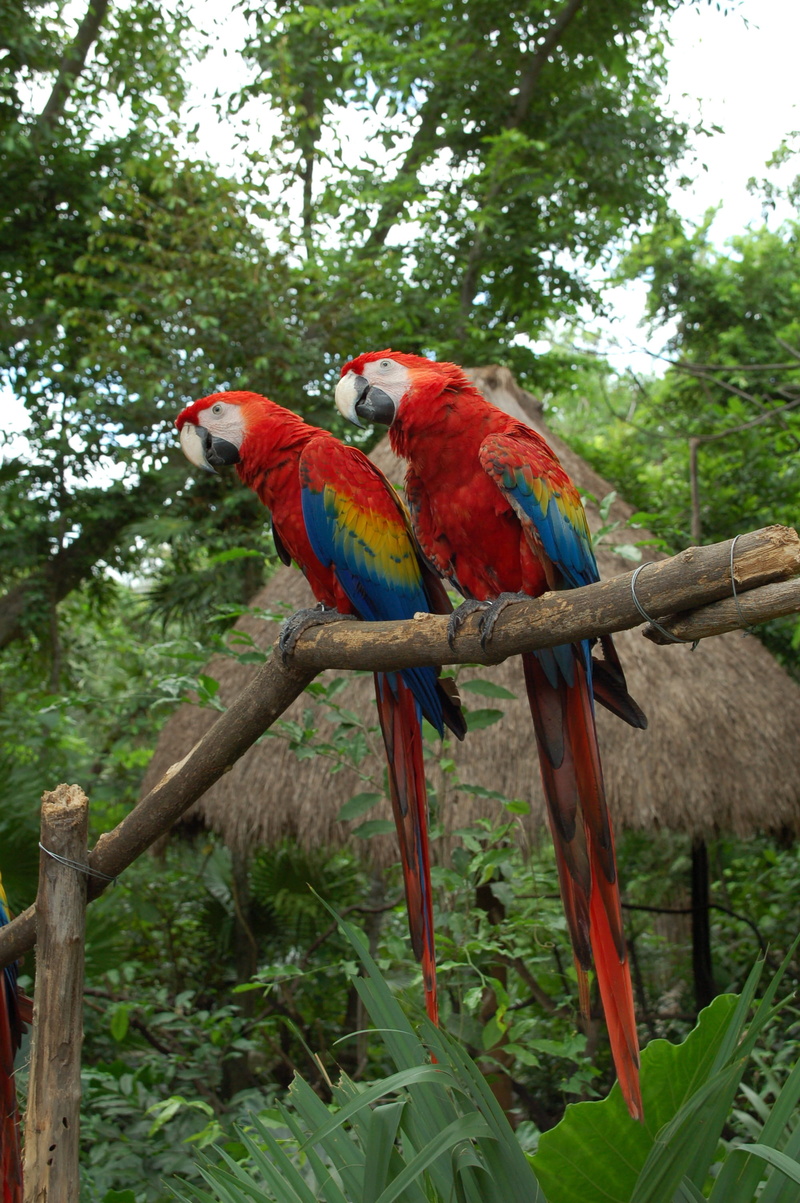 nature, animal themes, parrot, tree, animals in the wild, animal, branch, perching, playa del carmen, group of animals, 2K, birds, day, parrots, animal wildlife