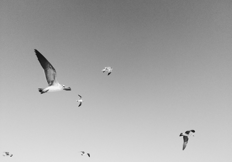 no people, spread wings, animal, animals in the wild, vertebrate, motion, bird, flying, day, animal themes, low angle view, mexico, clear sky, mid-air