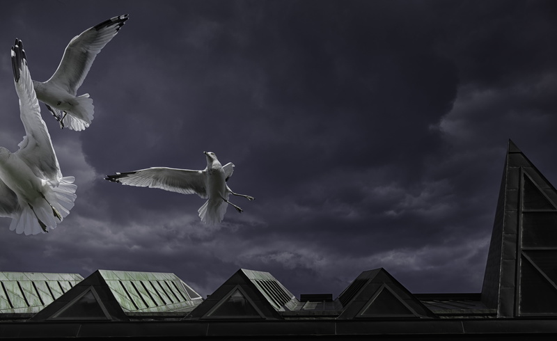 flying, spread wings, architecture, built structure, museum, animal themes, 5K, ominous, nature, no people, ring-billed gull, sky, canada, animals in the wild