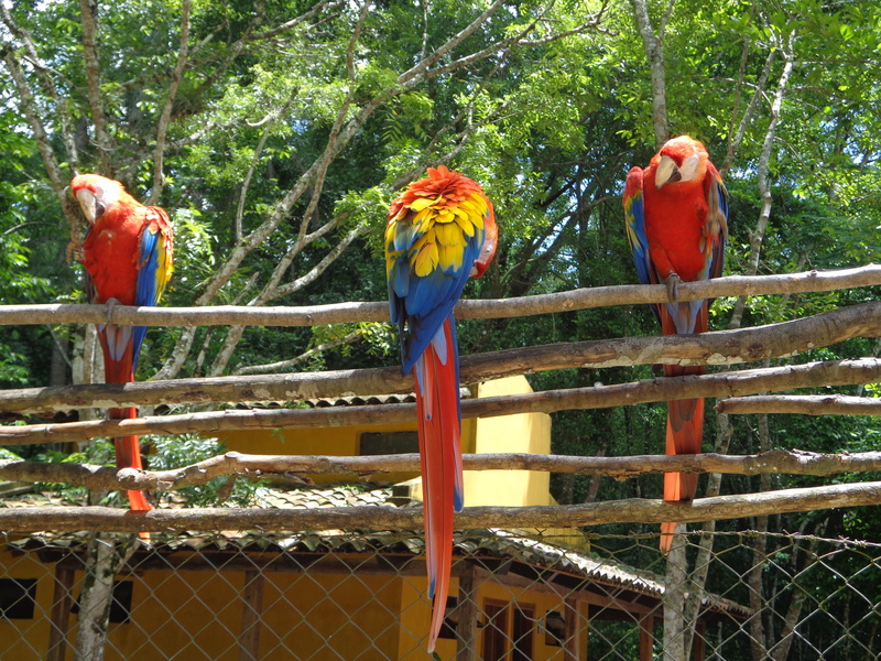 4K, tree, animal wildlife, no people, plant, copan, bird, fence, two animals, animals in the wild, honduras, perching, nature, animal, parrot, multi colored