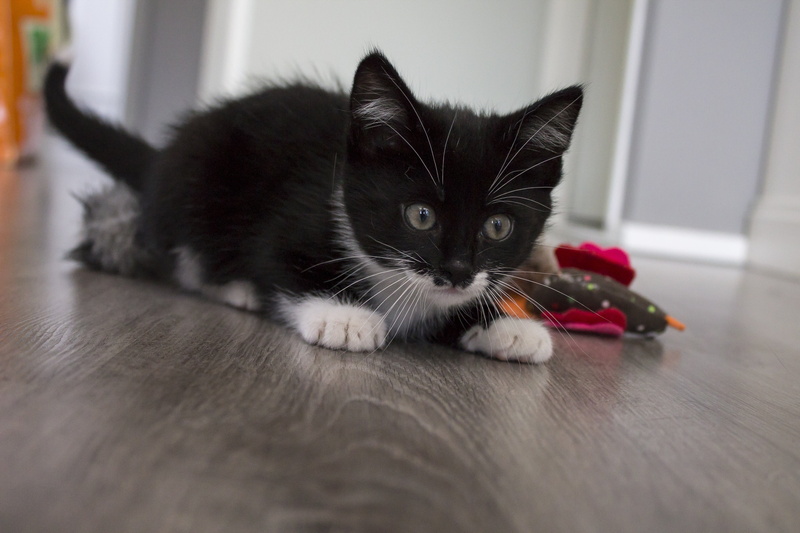 selective focus, feline, discover, domestic cat, flooring, animal, cute, beast, black color, quiet, black and white, hangover, mammal, sweet, cat, pets
