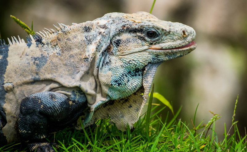 plant, animal scale, tulum, one animal, grass, 4K, animals in the wild, green color, close-up, no people, animal body part, maia, side view, reptile, tulum ruins