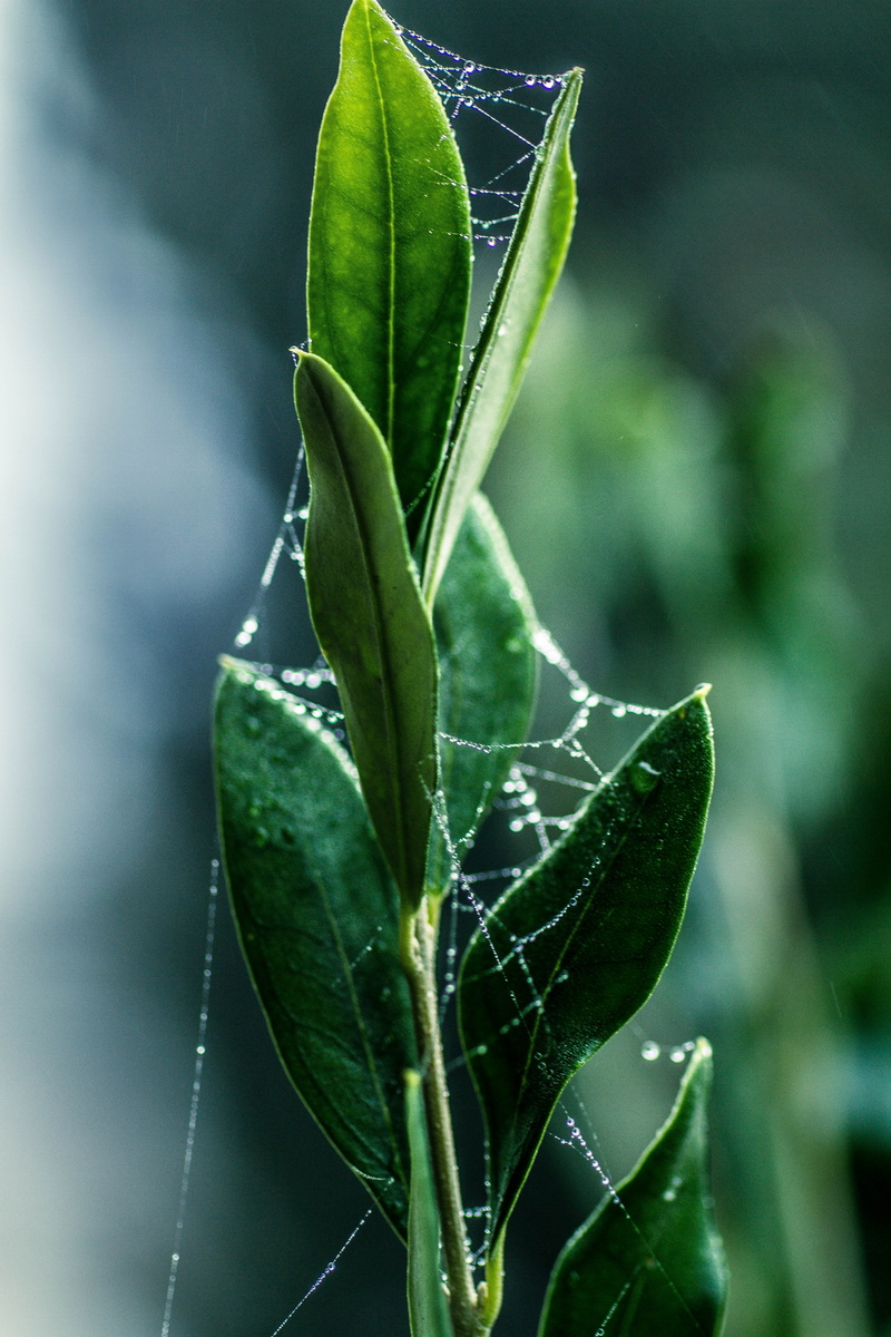 beauty in nature, summer, mirroring, water, leaf, green color, day, outdoors, vulnerability, growth, nature, raindrop, mood, 5K, no people, drip, drop