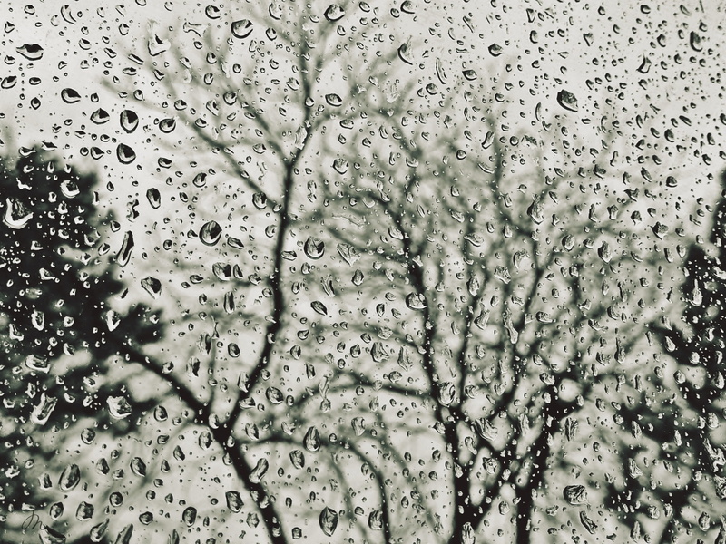 weather, trees, rain, full frame, raindrop, beaded, backgrounds, bubble, close-up, grey, 2K, wet, water, drop, abstract, rainy day, drip, nature, november