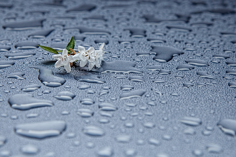 animal wildlife, raindrop, spring, abstract, black, selective focus, backgrounds, rainwater, shower, surface, wet, insect, drop, no people, one animal